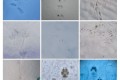 Tierspurencollage1