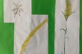 Pflanzenskizze - Jan 8b